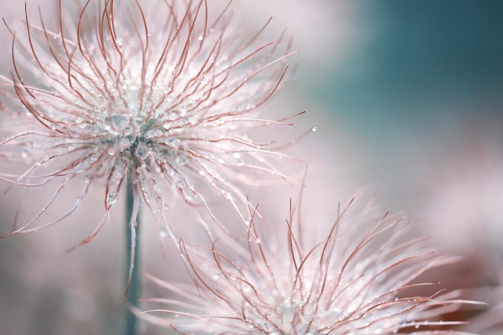 Pusteblume